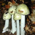 Avvelenamento da funghi Amanita Falloide, sintomi e cosa fare