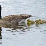 Strage di papere a Roma Eur: sono state catturate?