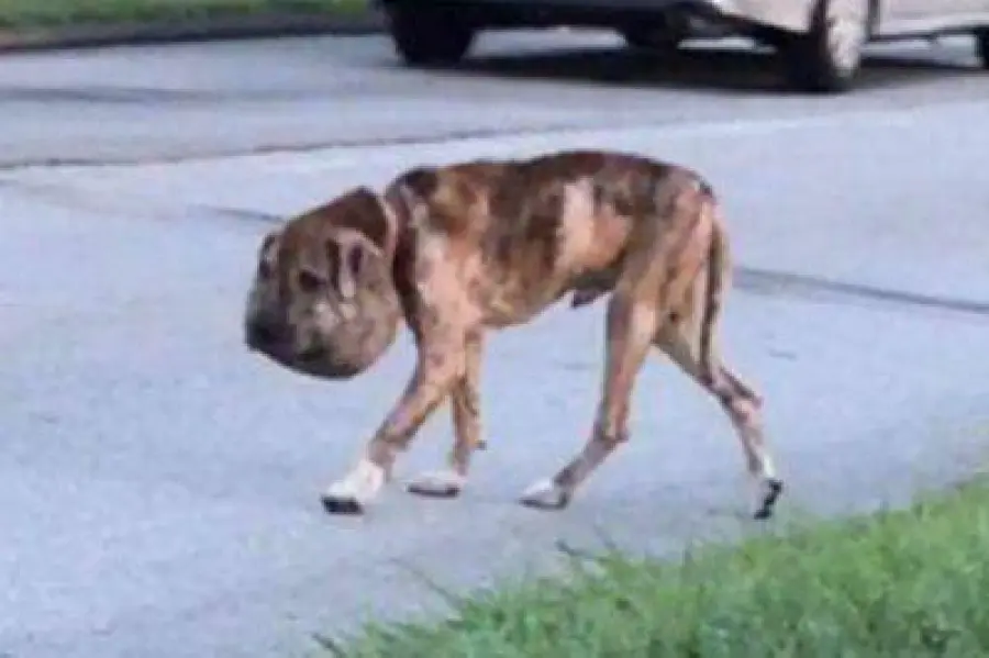 Gli legano un laccio intorno al collo, lo abbandonano. Cucciolo trovato con una grave deformazione alla testa