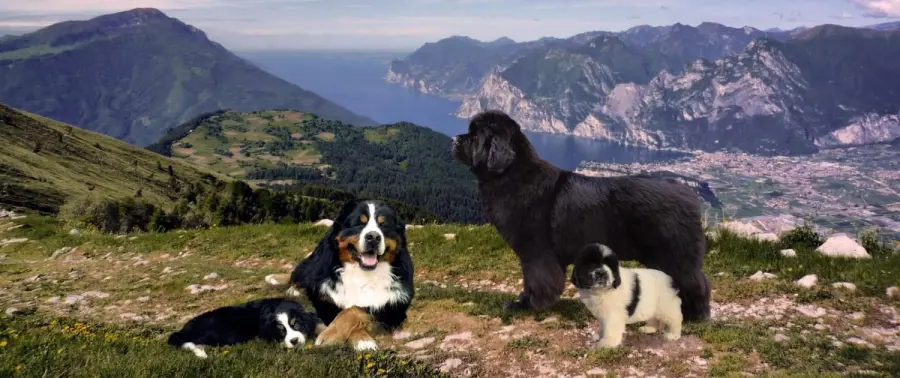 Terranova nero: dolce e di famiglia il cane che tutti vorrebbero