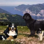 Terranova nero: dolce e di famiglia il cane che tutti vorrebbero