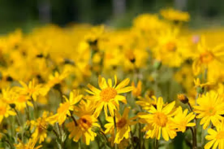 L'Arnica proprietà e benefici