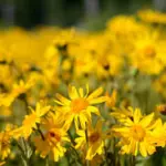 L'Arnica proprietà e benefici