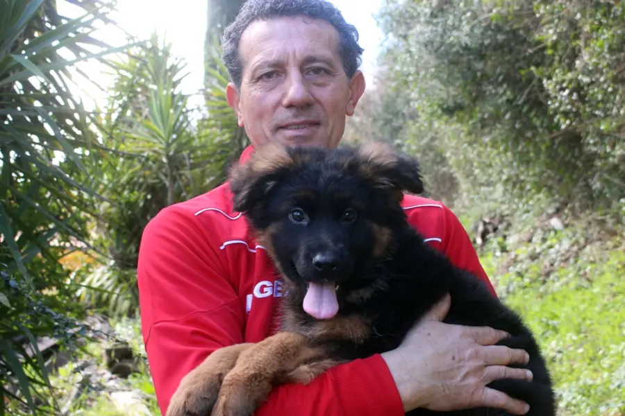 Pastore tedesco, come educarlo