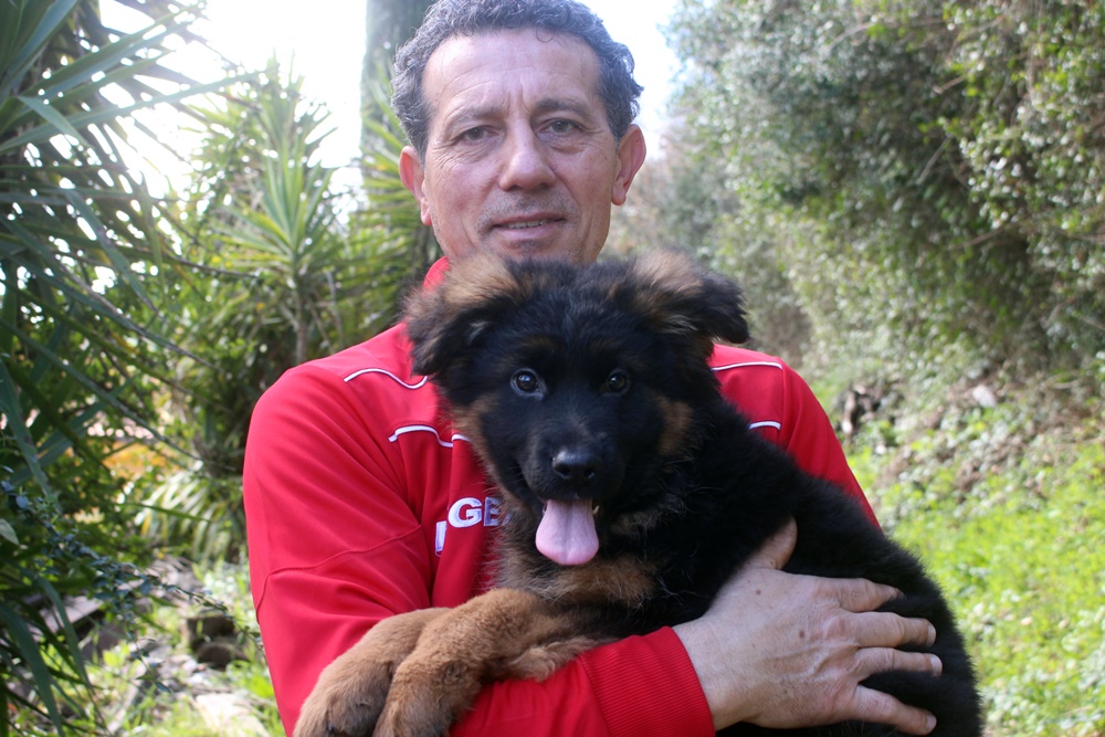 Pastore tedesco, come educarlo