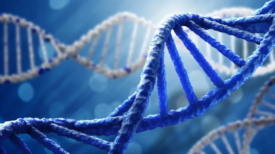 Proteina allunga la vita, la scoperta della longevità