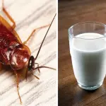 Superfood, arriva il latte di scarafaggio