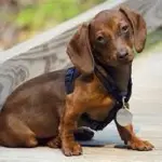 Sausage Walk a Milano, l’invasione dei cani bassotto