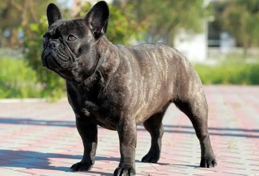 Integratori sani per il cane