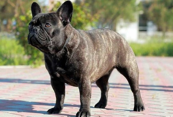 Integratori sani per il cane