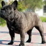 Integratori sani per il cane