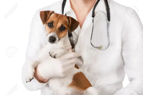 Veterinario gratuito per chi non può permetterselo