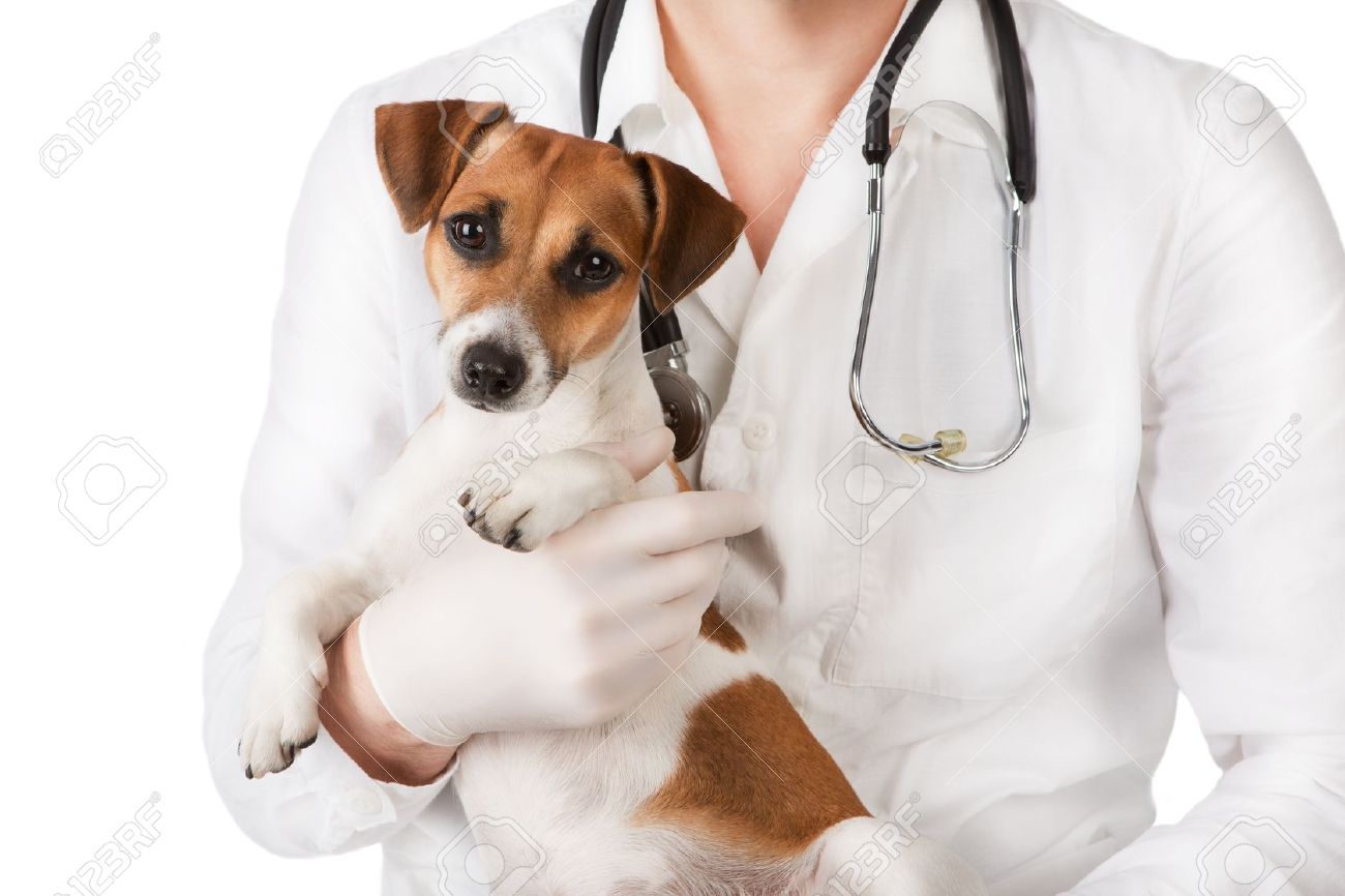 Veterinario gratuito per chi non può permetterselo