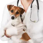 Veterinario gratuito per chi non può permetterselo