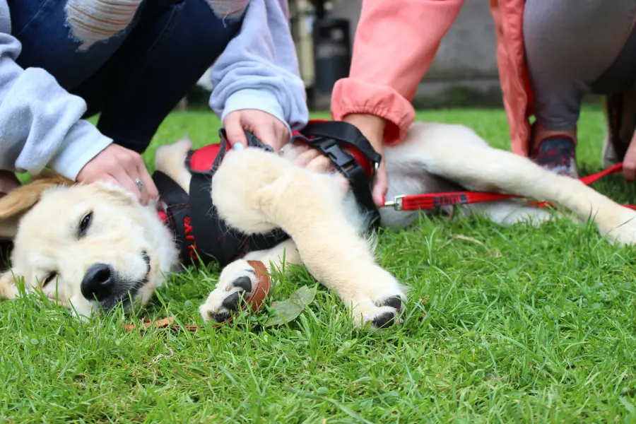 Cani autistici per i vaccini: la bufala no vax è un evergreen