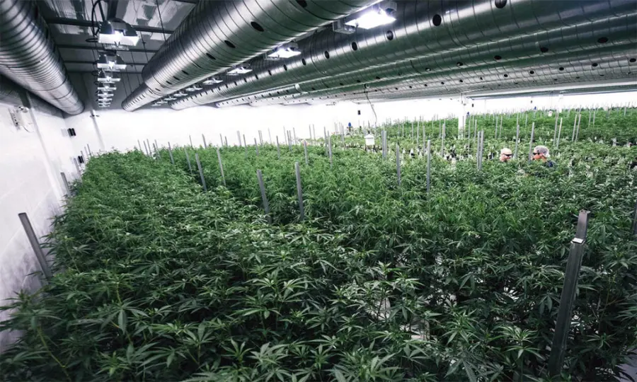 Cannabis terapeutica in farmacia esalta operatori del settore