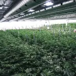 Cannabis terapeutica in farmacia esalta operatori del settore