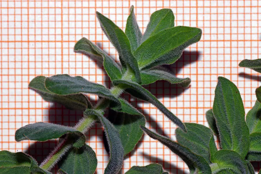 Hiv bloccato da una pianta sarda: l'Hypericum scruglii