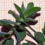 Hiv bloccato da una pianta sarda: l'Hypericum scruglii