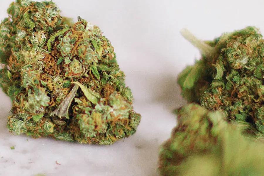 Cannabis light: informazioni ed utilizzi