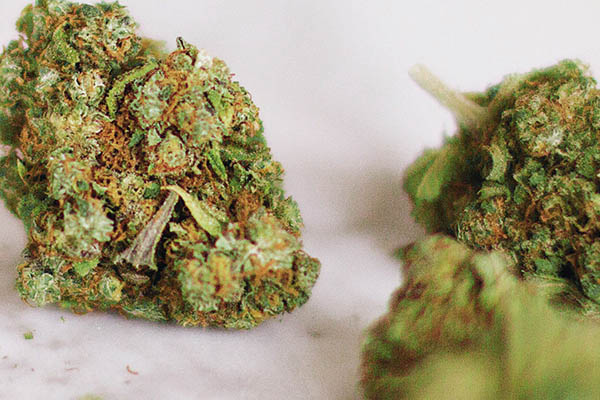 Cannabis light: informazioni ed utilizzi