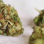 Cannabis light: informazioni ed utilizzi