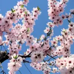 Ricordare un figlio morto con un albero: il giardino dei figli perduti