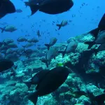 Riscaldamento globale potrebbe decimare specie nel Mediterraneo