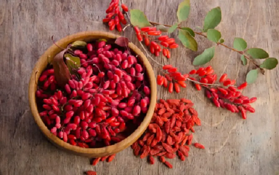 Berberina contro l'insulino resistenza, proprietà benefiche e controindicazioni