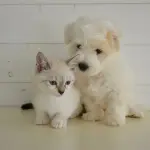 Cani o gatti abbandonati? Cosa fare e i numeri utili a disposizione