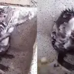Video del topo che si fa la doccia diventa un tormentone