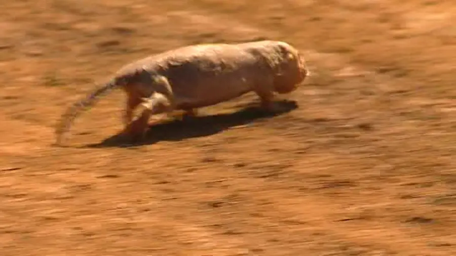 Il mistero delle talpe senza pelo che vivono in eterno