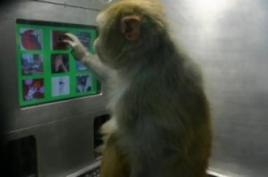 Test emissioni auto sulle scimmie: VW, BMW e Daimler sotto accusa