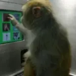 Test emissioni auto sulle scimmie: VW, BMW e Daimler sotto accusa