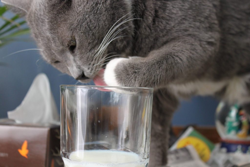 Gatti destri e mancini come gli uomini