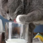 Gatti destri e mancini come gli uomini