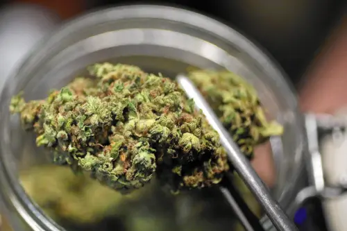 Cannabis light legale in Italia: un business pericoloso?