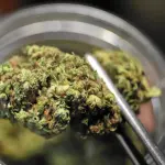 Cannabis light legale in Italia: un business pericoloso?