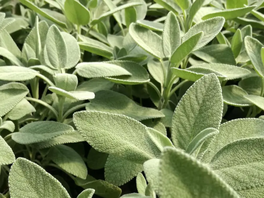 Salvia, controllo glicemia e prevenzione diabete: proprietà e assunzione