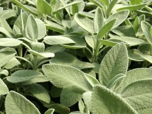 Salvia, controllo glicemia e prevenzione diabete: proprietà e assunzione