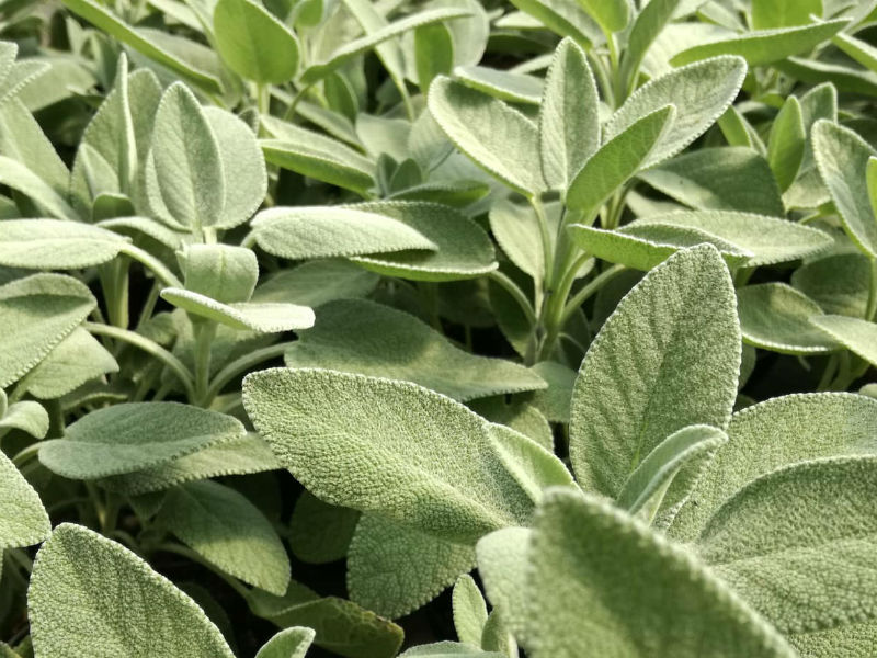 Salvia, controllo glicemia e prevenzione diabete: proprietà e assunzione