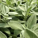 Salvia, controllo glicemia e prevenzione diabete: proprietà e assunzione