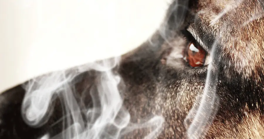 Cani e gatti dei fumatori rischiano di morire presto