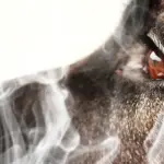 Cani e gatti dei fumatori rischiano di morire presto