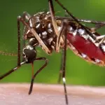 Chikungunya, malattia virale della zanzara tigre: le cose da sapere