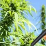 Lo “spinello elettronico” è diventato legale