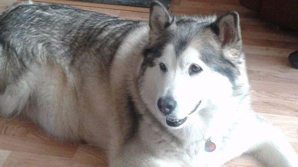 Cane assolto da accusa di aggressione, perchè: “Troppo grasso”