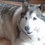 Cane assolto da accusa di aggressione, perchè: “Troppo grasso”