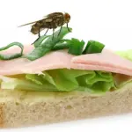 Mosche sui cibi sono un vero attentato alla salute: ecco perché