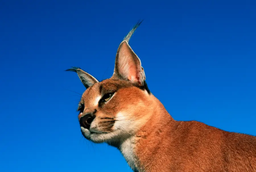 Passeggia con una lince del deserto per le vie di Milano: animale pericoloso